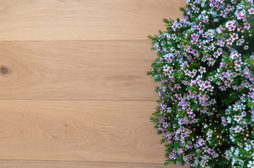 blooming Myrtle on a background of wooden boards
