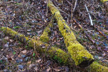 Baumstämme moosbewachsen