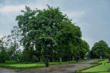 trees and green grass in the park with puddle