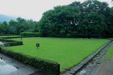 wet green grass in the park
