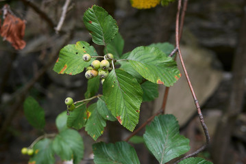Sorbus aria