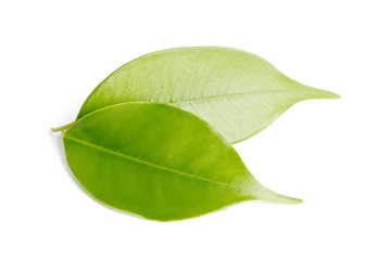 Fresh green leaf isolated on white background
