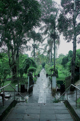 wet old stairs covered by palm tree