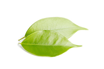 Obraz premium Fresh green leaf isolated on white background