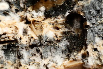 Moldy cheese closeup
