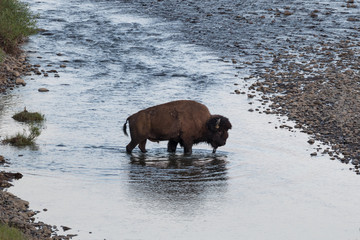 bison