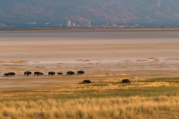 Bisons & Salt Lake City skyline