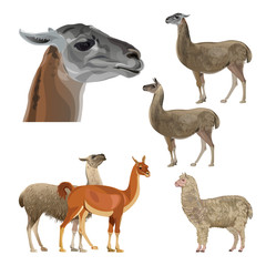 Set of vector llamas
