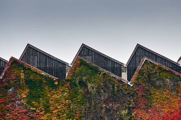 Medium shot on an old fashioned factory's sawtooth roof with autumn colorful leaves around