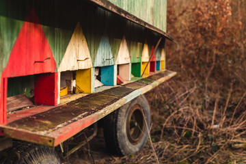 Image - Beautiful colored wooden beehives on wheels on meadow next to the forest on sunset. Colorful moving beehive (apiary).