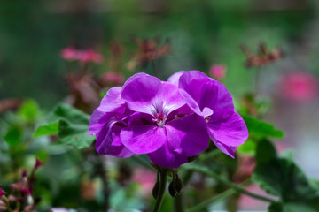 Beautiful purple Geranium Pelargonium - close up garden flowers, background