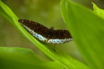 Laos Kuang Si Waterfall butterfly