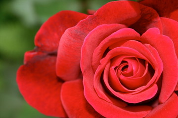red rose