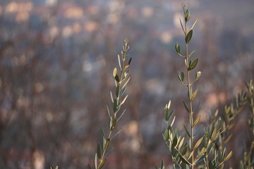 Olivenzweige