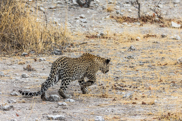 Leopard walking in steppe of Etosha Park