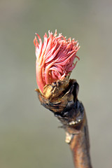 spring bud of an exotic plant