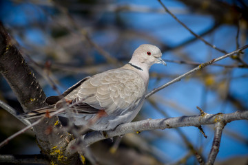 Eurasian Collared Dove perched on branch.