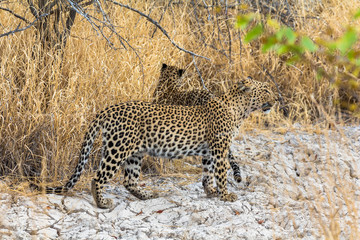 Leopards in the dry grass of Etosha Park