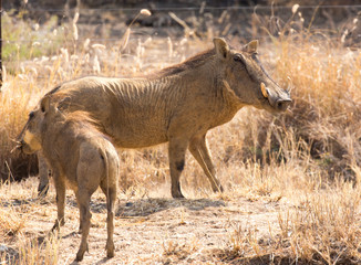 A family of wild porks