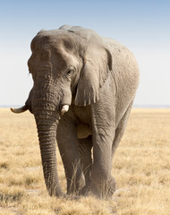 Huge african elephant in namibia