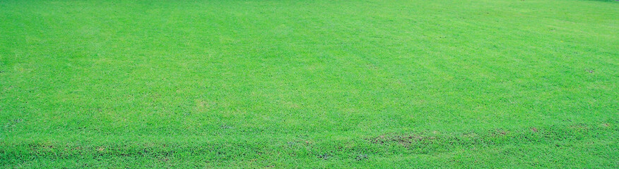 green grass texture