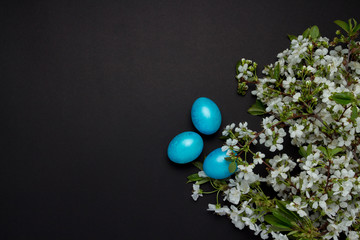 Cherry Blossom Branch and Easter Blue Eggs on the Black Background.