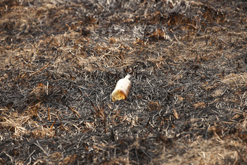 Obraz premium An empty glass charred bottle is lying on grass that has been baked out. Ecological catastrophy. Spring tan green cover. Danger of fire. The destruction of life and pollution. Problems of civilization