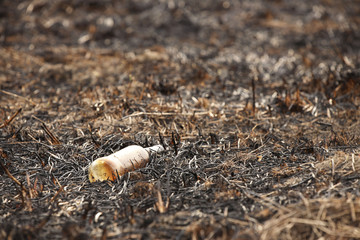An empty glass charred bottle is lying on grass that has been baked out. Ecological catastrophy. Spring tan green cover. Danger of fire. The destruction of life and pollution. Problems of civilization