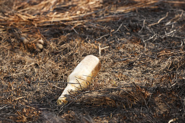 An empty glass charred bottle is lying on grass that has been baked out. Ecological catastrophy. Spring tan green cover. Danger of fire. The destruction of life and pollution. Problems of civilization