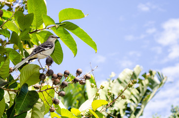A Mockingbird in the Botanic Gardens in Grand Cayman, Cayman Islands