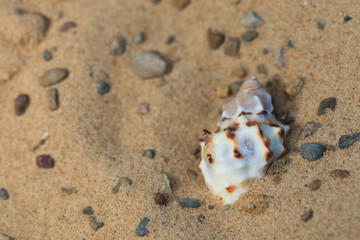 half buried sea shell