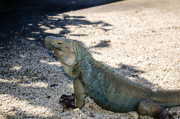 A huge Blue Iguana suns himself in the Botanic Gardens in Grand Cayman, Cayman Islands
