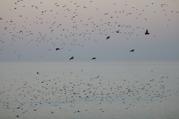flock of birds in flight