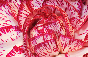 Carnation Close-up