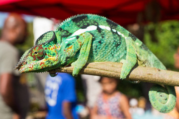 Caméléon Ile de la Réunion 