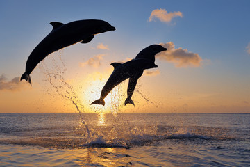 Bottlenose dolphins jumping in Caribbean sea during sunset