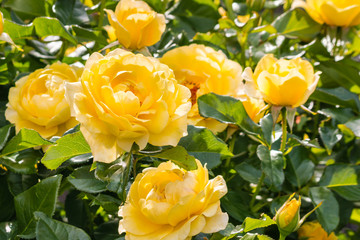 close-up of yellow roses in bloom growing in garden - Powered by Adobe