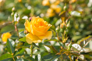 close-up of yellow rose flower head growing in garden with blurred background