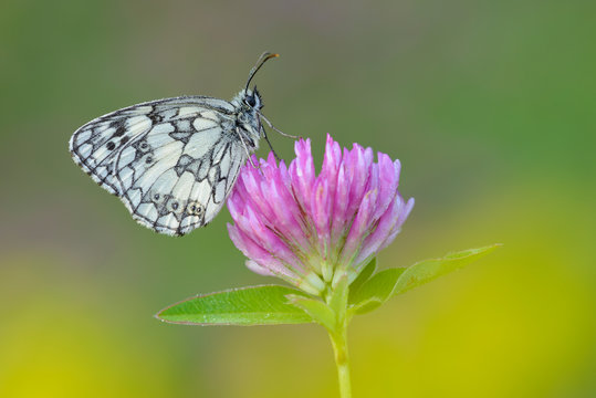 Marbled White, Melanargia galathea sitting on red clover, Trifolium pratense