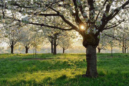 Fototapeta Germany, Black Forest, blossoming cherry trees in the morning