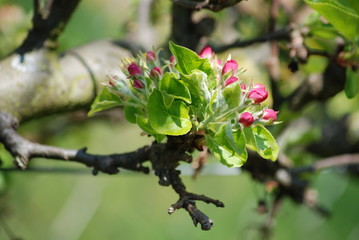 Apple Tree Twig in Spring