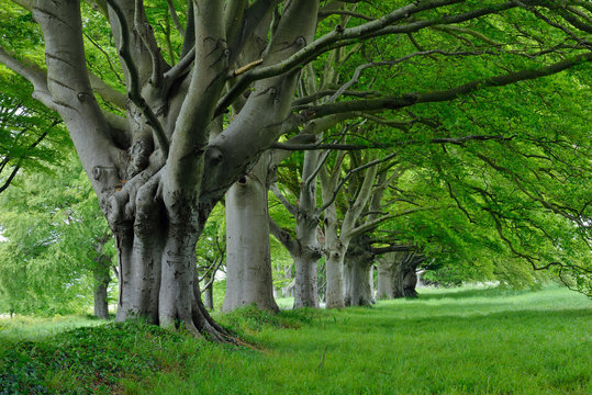 Great Britain, England, Dorset, Old beech trees in a row