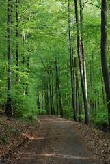 Fototapeta premium Black Forest Path in Spring
