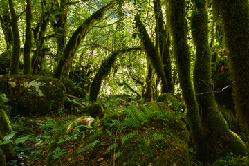 Montenegro, near Kolasin, Mrtvica Canyon, fern and mossy trees