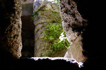 look outside grey stone vaulted cellar