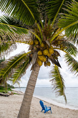 Palm trees, coconuts and a waiting beach chair, paradise in Grand Cayman, Cayman Islands