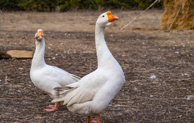 A pair of white purebred geese he and she in the yard in the spring in March