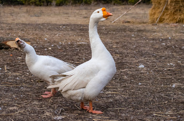 A pair of white purebred geese he and she in the yard in the spring in March