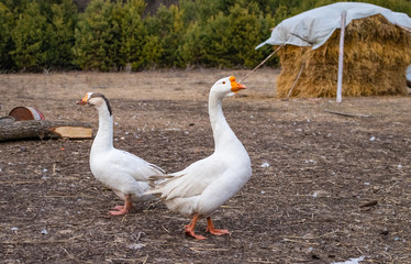 A pair of white purebred geese he and she in the yard in the spring in March