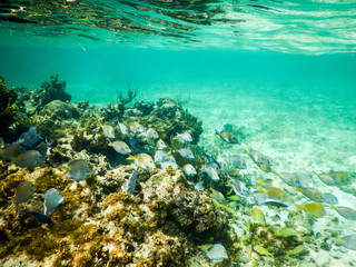 Fototapeta na wymiar Blue tang swim over a shallow reef in Grand Cayman, Cayman Islands